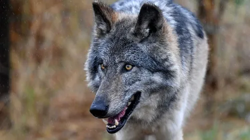 [SOCIETE] Attaques de loups aux alentours de Marseille