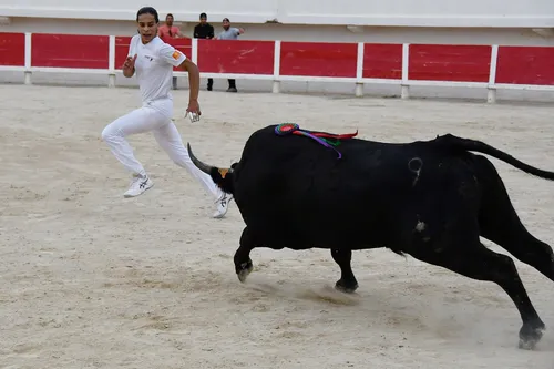 [ CULTURE - TRADITIONS ] 40 ANS DES COURSES DE TAU