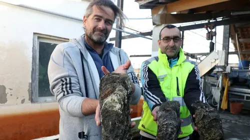 [ INSOLITE - PORT ST LOUIS ] les records se succèdent, après la...