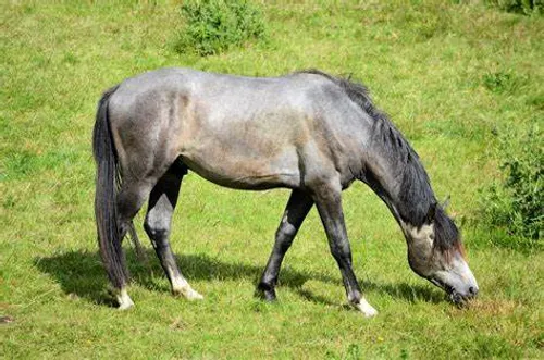 [ JUSTICE ] Deux frères condamnés à 6 mois de prison ferme