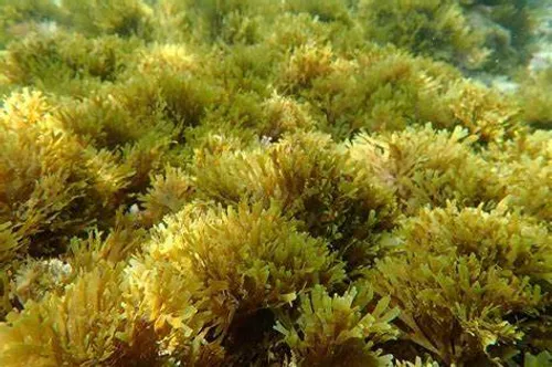 [ SOCIETE ] Les algues japonaises colonisent de plus en plus le...