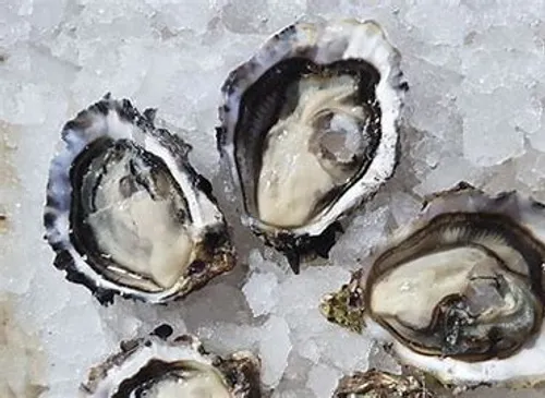 [ Société ] L'Excellence de la Conchyliculture en Camargue