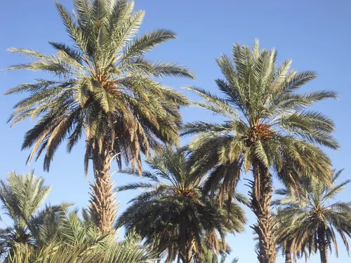 [ SOCIÉTÉ / ENVIRONNEMENT ]: Les palmiers sont de retour au Grau du...