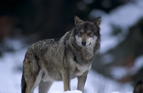 [ Société ] Gard : Nouvelle attaque de loups suspectée sur un...