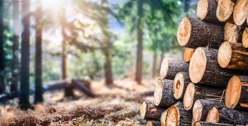 [ EMPLOI - FORMATION ] Recrutement massif de la filière bois avec...