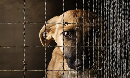 [ SOLIDARITE ] Un geste envers nos animaux