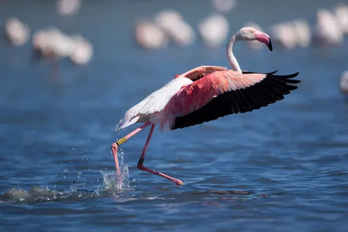 [ SANTE ] Gard: Un flamant rose infecté par la Grippe Aviaire