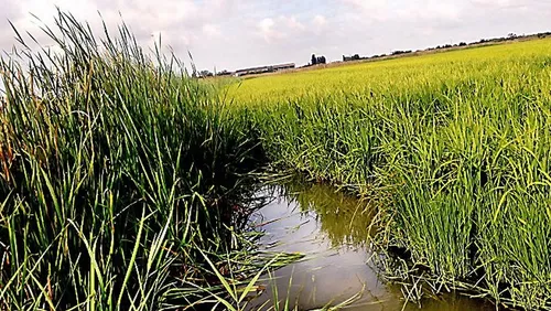 [ ENVIRONNEMENT - STES MARIES DE LA MER ] L'AVANZA FAIT LE BUZZ EN...
