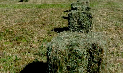 [ ECONOMIE/JUSTICE ] Arles: L'Etat reconnait le caractère de...