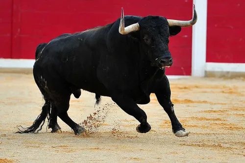 [ TRADITION ] La corrida en danger en France 