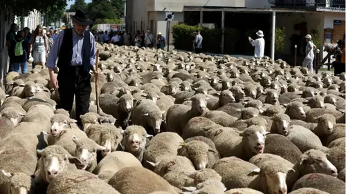[ CULTURE - REGION ] L'Unesco inscrit la transhumance au patrimoine...