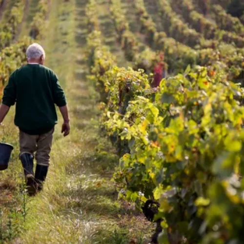 La fusion entre Bestheim et Wolfberger avortée : deux géants du vin...