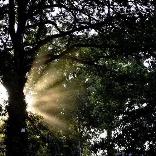 Vieilles Charrues 2017