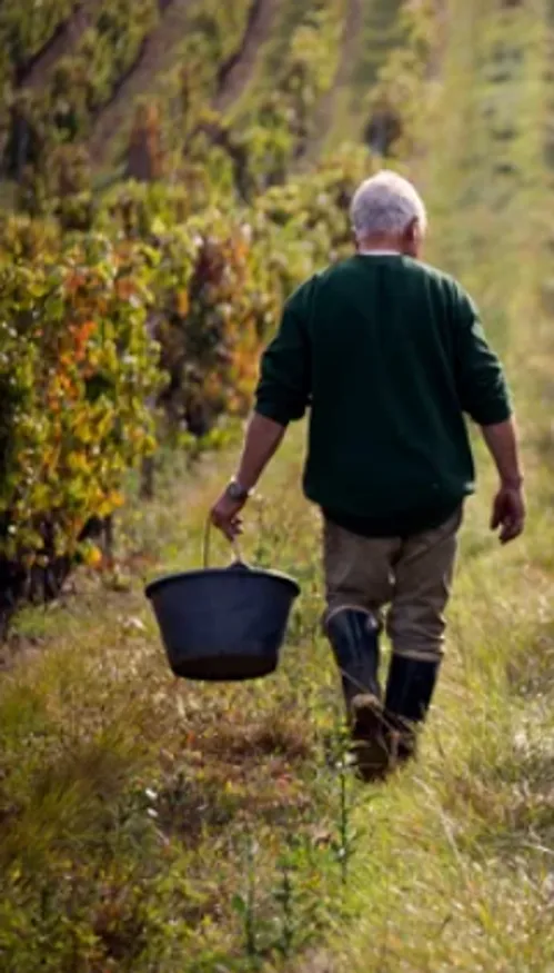 La fusion entre Bestheim et Wolfberger avortée : deux géants du vin...