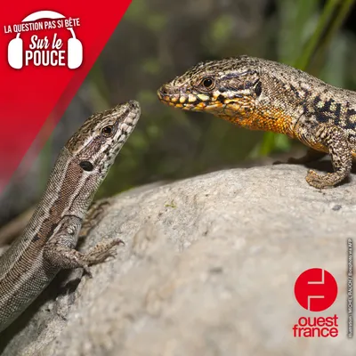Comment certains animaux, comme les lézards, régénèrent-ils leur...