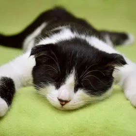 Est-ce que les chats retombent vraiment toujours sur leurs pattes ?