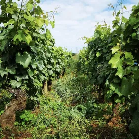 Comment limiter les impacts du gel sur les vignes ? Vigneronne et...