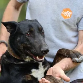 Dijon : plus d’abandons d’animaux domestiques à Noël ?