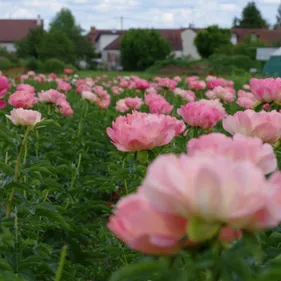 La récolte des pivoines se poursuit à Saulon-la-Chapelle