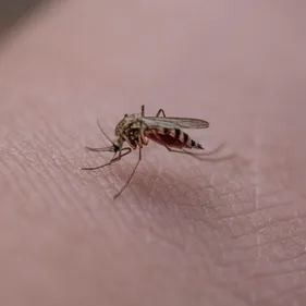 Pourquoi le moustique est-il l’animal le plus chiant mais surtout...
