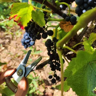 Les vendanges débutent sur la côte de Nuits