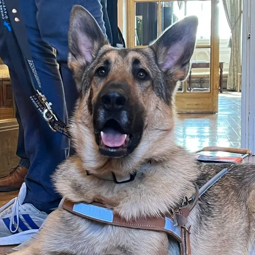 Uston, nouveau chien guide d'aveugle