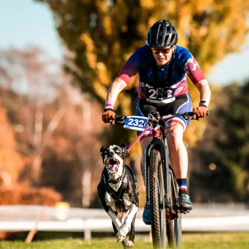 Cani VTT