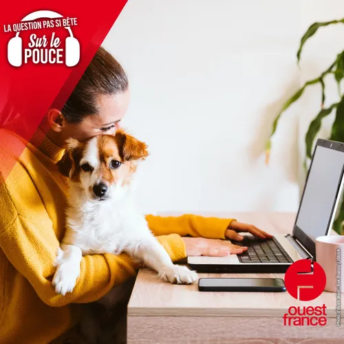 Peut-on emmener son chien au travail ?
