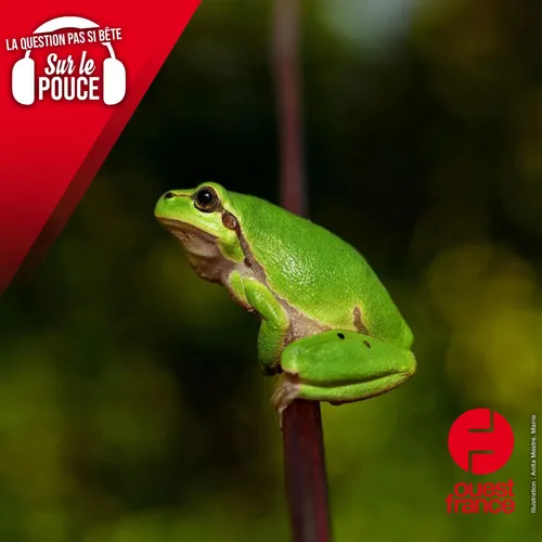 Qu'est-ce que l'allégorie de la grenouille dans la marmite ?