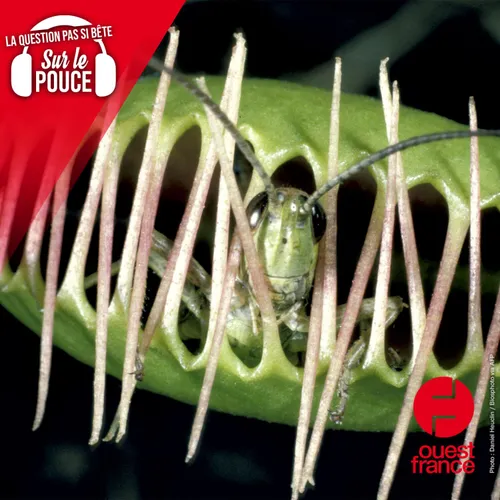 Comment les plantes carnivores font-elles pour bouger ?