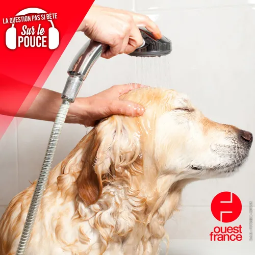 Laver son chien est-il vraiment une bonne idée ?