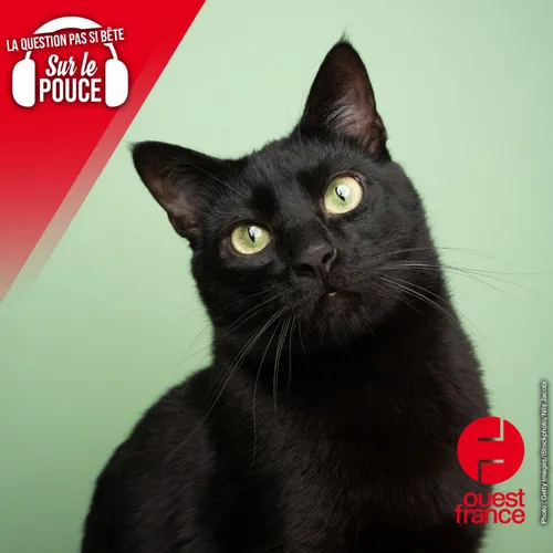 Un chat noir porte-t-il vraiment malheur ?