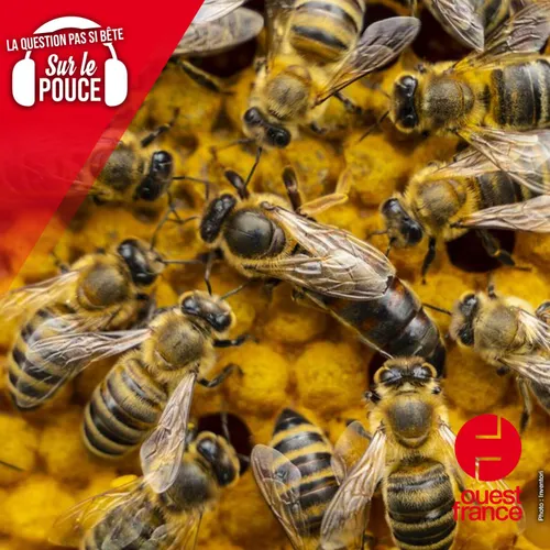 Pourquoi n’y a-t-il pas de roi chez les abeilles ?