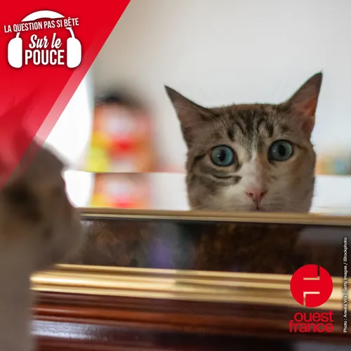 Quels animaux sont capables de se reconnaitre dans le miroir ?