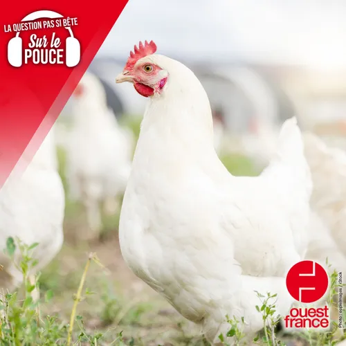 Pourquoi les policiers sont-ils surnommés « les poulets » ?