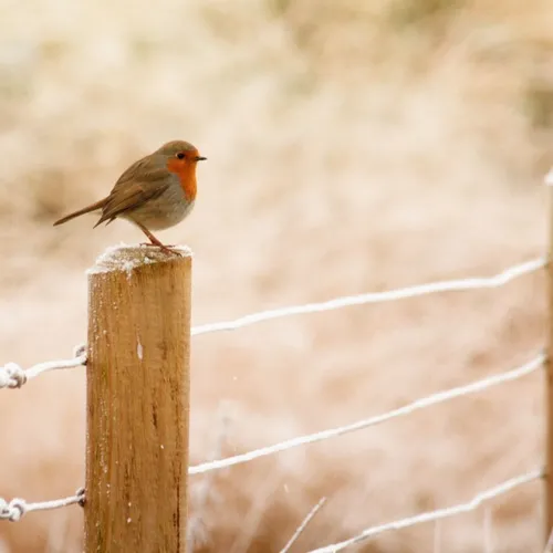 Pourquoi les oiseaux chantent-ils au printemps ?