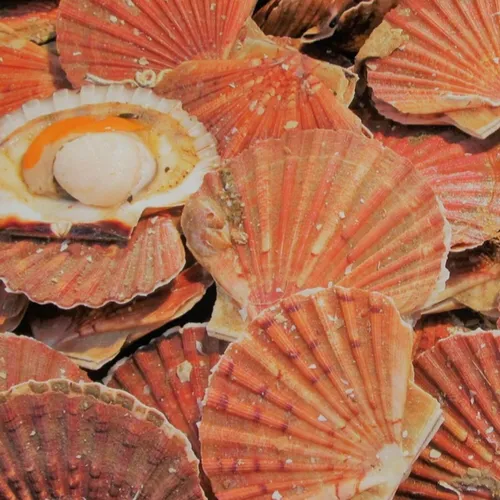 Pourquoi la coquille s'appelle-t-elle "Saint-Jacques" ?
