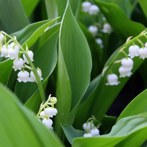 La tradition du muguet