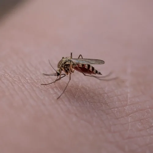 Pourquoi le moustique est-il l’animal le plus chiant mais surtout...