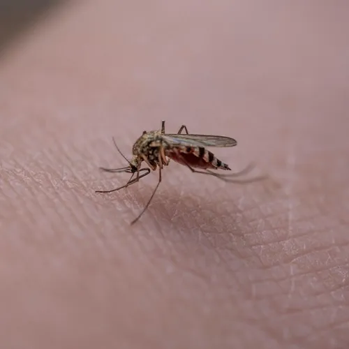 Pourquoi quand on gratte une piqûre de moustiques, les autres se...