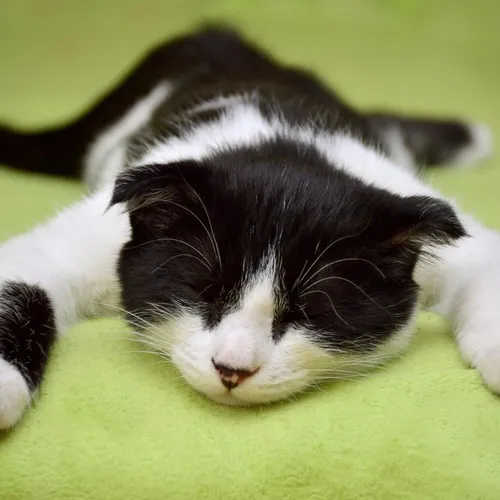 Est-ce que les chats retombent vraiment toujours sur leurs pattes ?