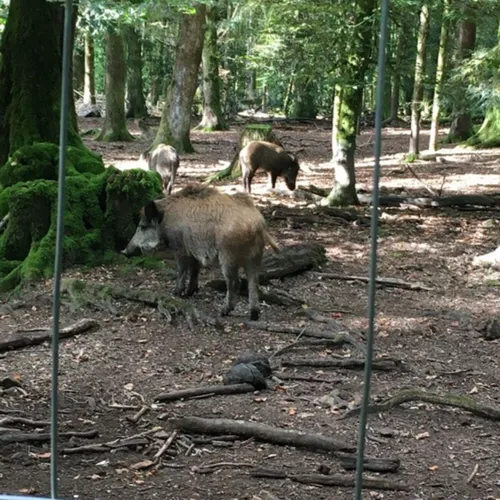 La fédération départementale des chasseurs insiste sur la...