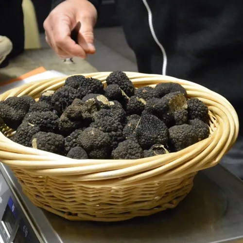 Toutes les infos sur la fête de la truffe et des papilles