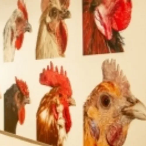 Michel Rouger nous parle de l'expo Coq