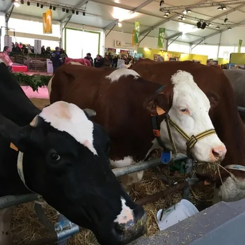 La ferme Côte-d’Or ouvrira samedi sur la foire de Dijon