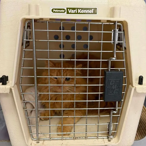 Une association lance un taxi pour chat