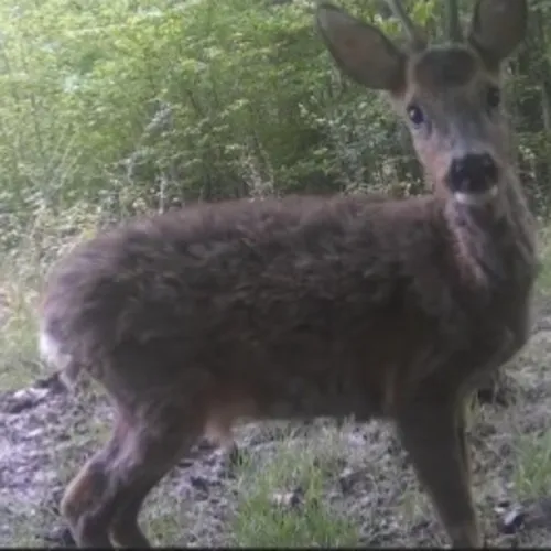 Le succès des animaux de la Montagne de Reims sur les réseaux sociaux