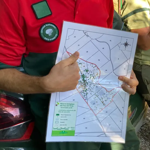 Des coupes d'éclaircies dans la réserve des Faux de Verzy