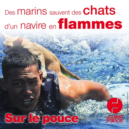 5 mars 2021 - Des marins sauvent des chats d'un navire en flammes