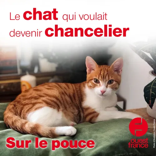 24 août 2021 - Le chat qui voulait devenir chancelier